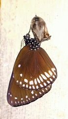 Euploea klugii