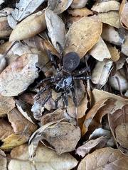 Bothriocyrtum californicum