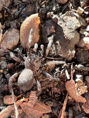 Bothriocyrtum californicum