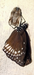 Euploea klugii
