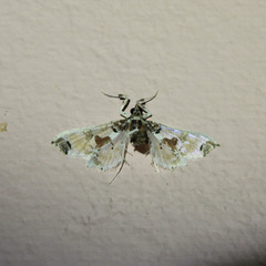 Neoleucinodes
