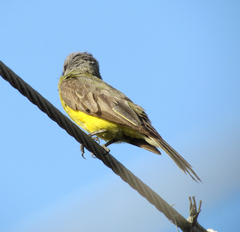 Tyrannus melancholicus