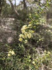 Acacia rupicola