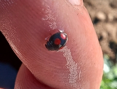 Platynaspis capicola