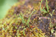 Cochlidium serrulatum