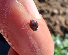 Platynaspis capicola