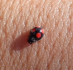 Platynaspis capicola