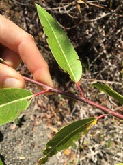 Salix laevigata