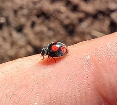 Platynaspis capicola