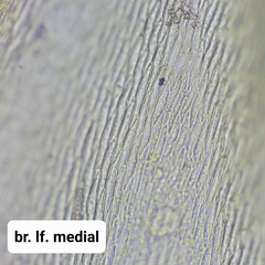 Climacium dendroides