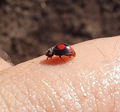Platynaspis capicola