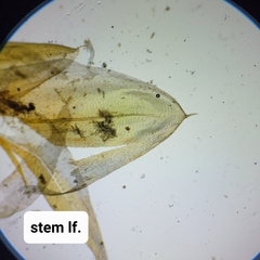 Climacium dendroides