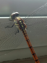 Lathrecista asiatica