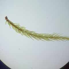 Climacium dendroides