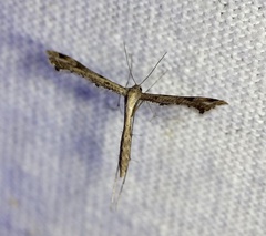 Stenoptilodes taprobanes