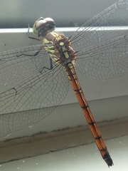 Lathrecista asiatica