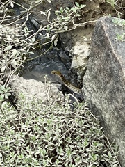 Fowlea flavipunctata