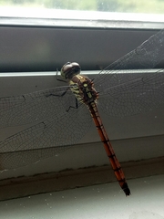 Lathrecista asiatica