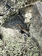 Fowlea flavipunctata