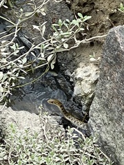 Fowlea flavipunctata