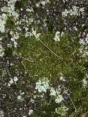 Dicranum montanum