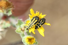 Acmaeodera amplicollis