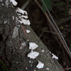 Schizophyllum commune