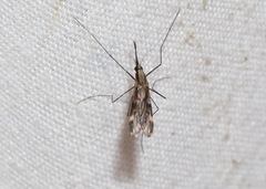 Anopheles punctipennis