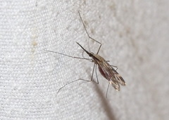 Anopheles punctipennis