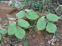 Dioscorea dregeana