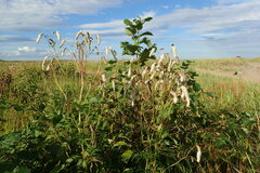 Sanguisorba tenuifolia