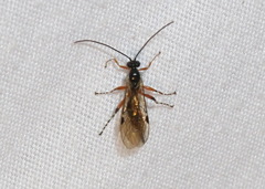Itoplectis