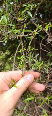 Coprosma linariifolia