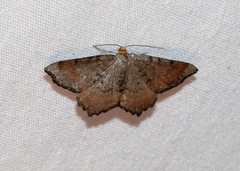 Macaria transitaria