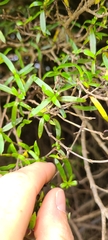 Coprosma linariifolia