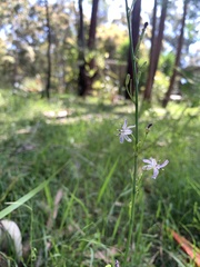 Caesia parviflora vittata