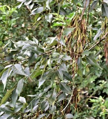 Fraxinus caroliniana