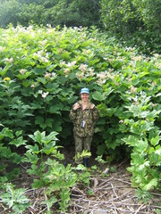 Filipendula camtschatica