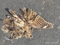 Caprimulgus asiaticus