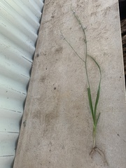 Caesia parviflora vittata