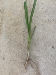 Caesia parviflora vittata