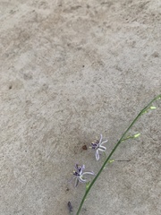 Caesia parviflora vittata