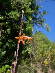 Watsonia meriana
