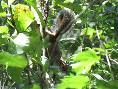 Sciurus deppei