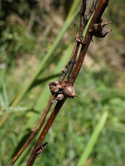 Watsonia meriana