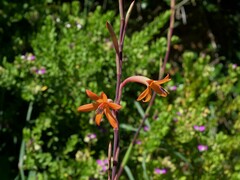 Watsonia meriana