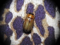 Cyclocephala lurida