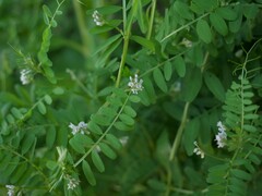 Vicia hirsuta