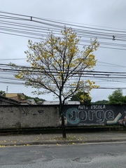 Handroanthus umbellatus