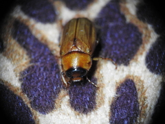 Cyclocephala lurida